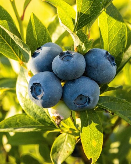 blue round fruits on green leaves