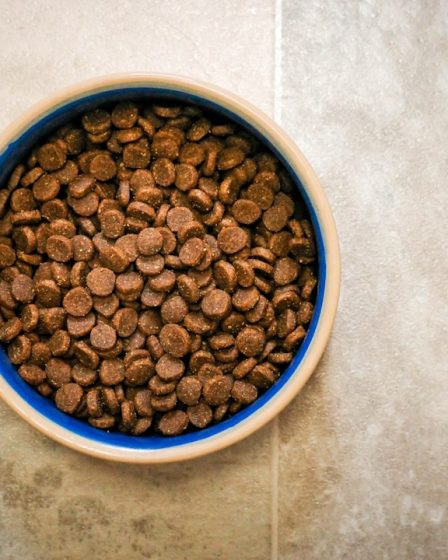 a bowl of dog food on a tile floor